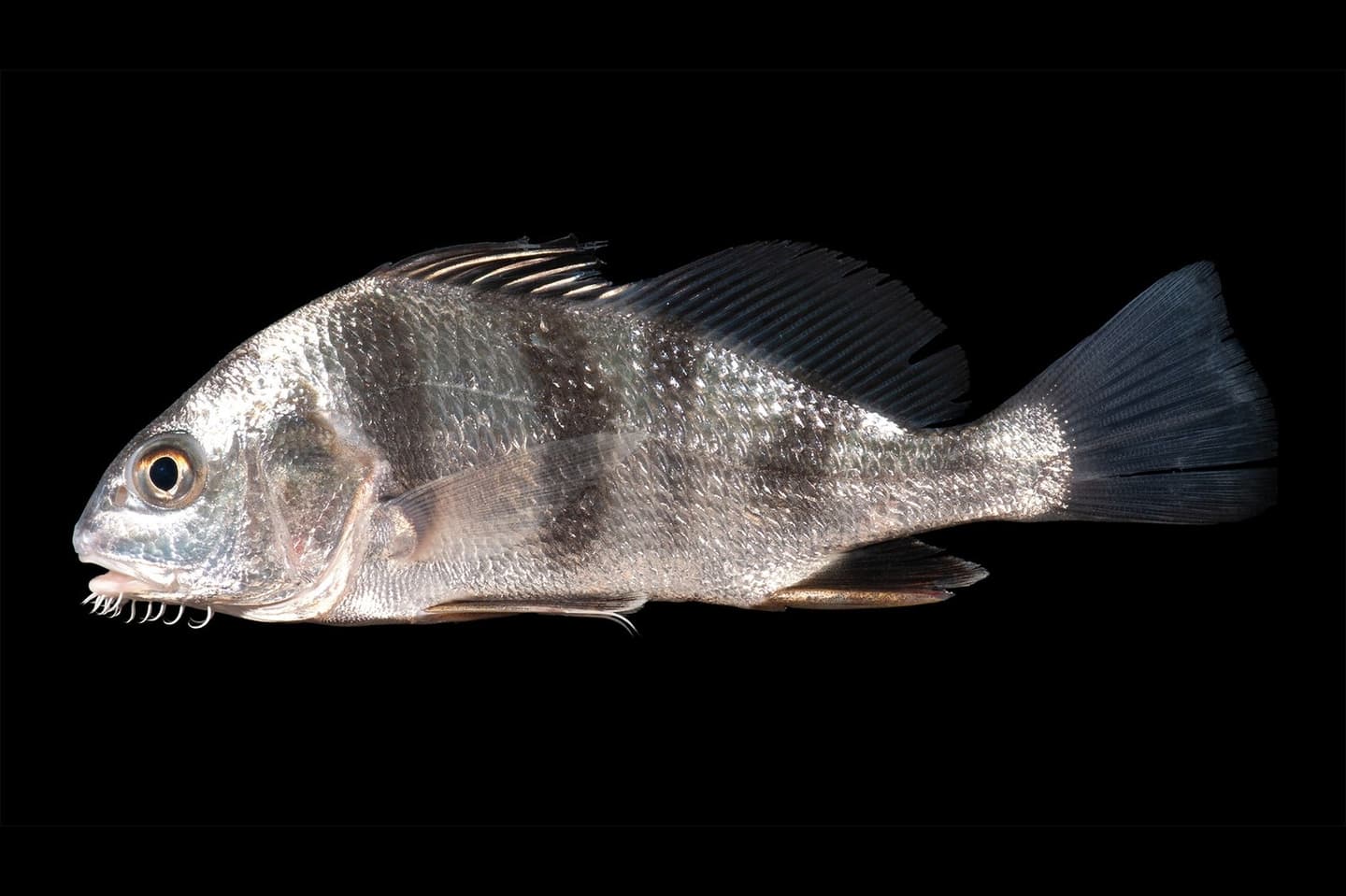 Corvina Negra