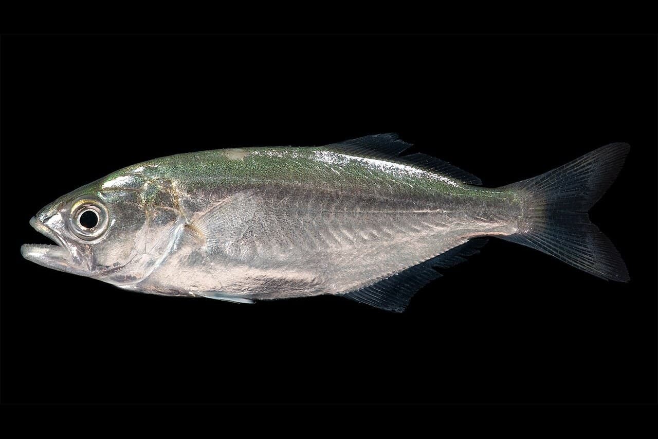 Anchoa de Banco
