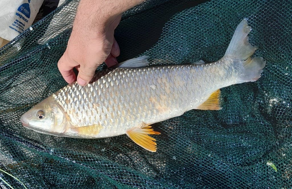Boga