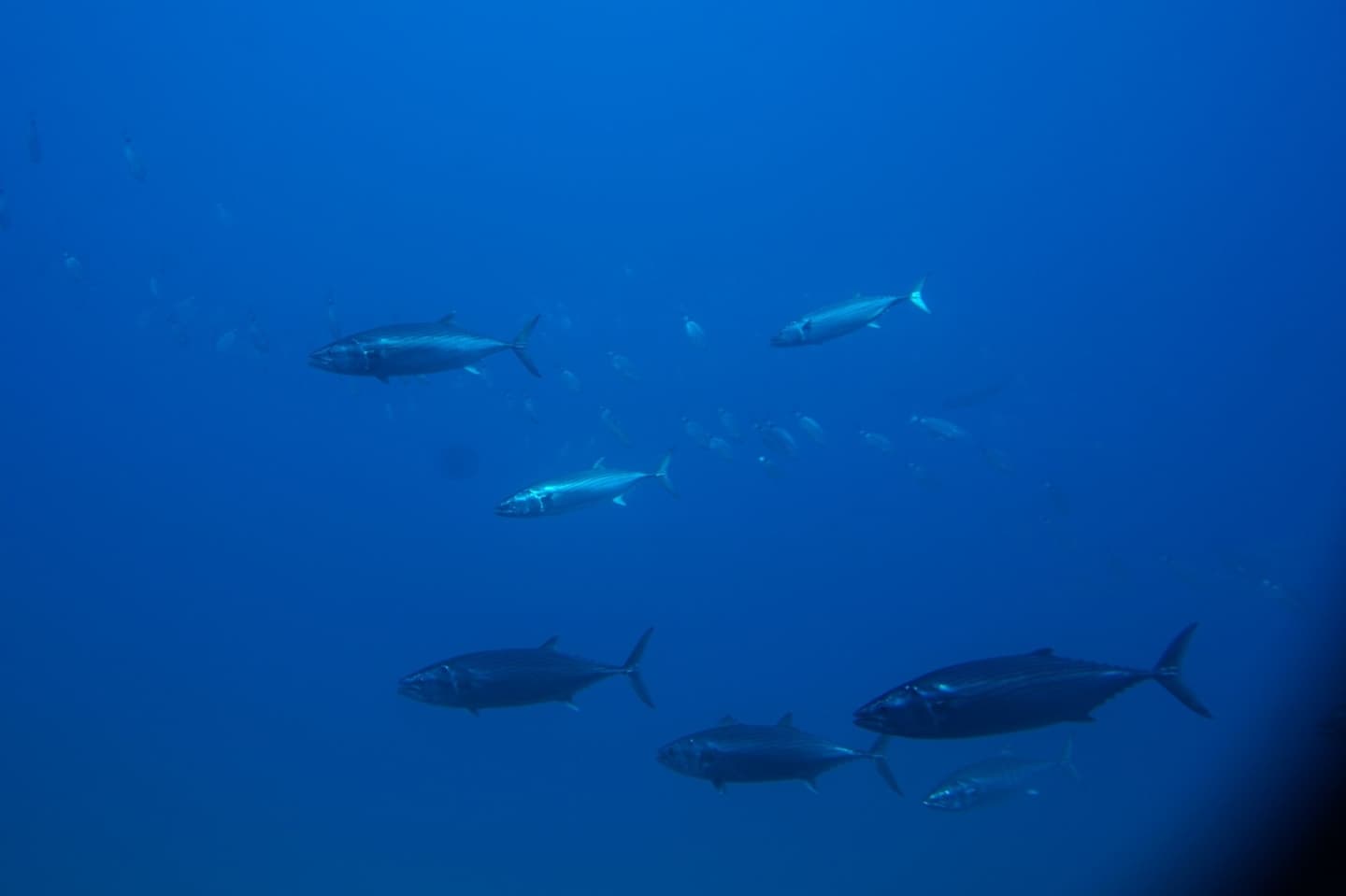 Bonito