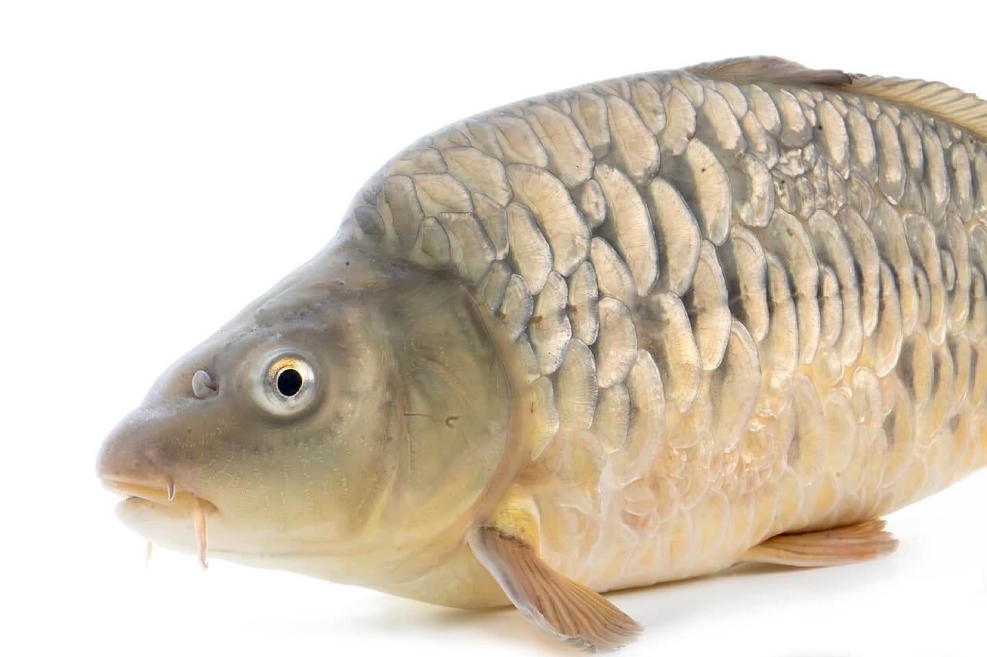 Carpa