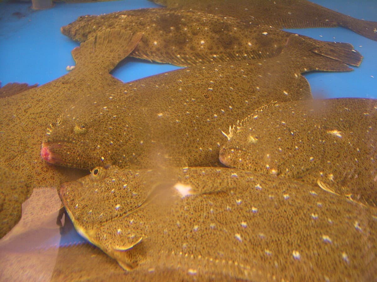 Lenguado