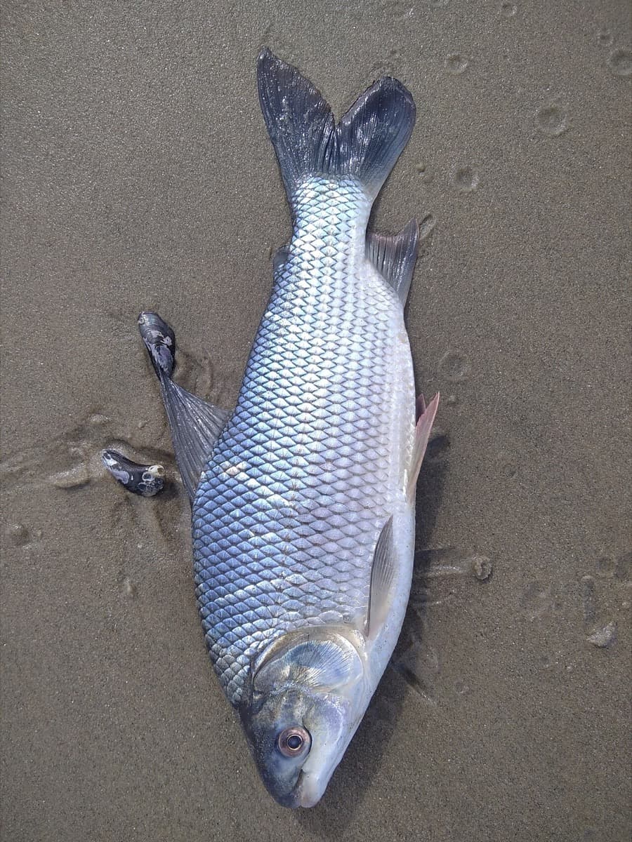Sábalo