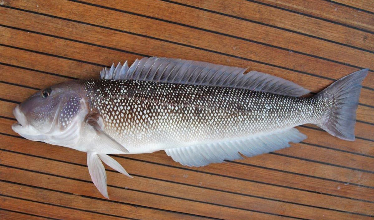 Salmón de Mar