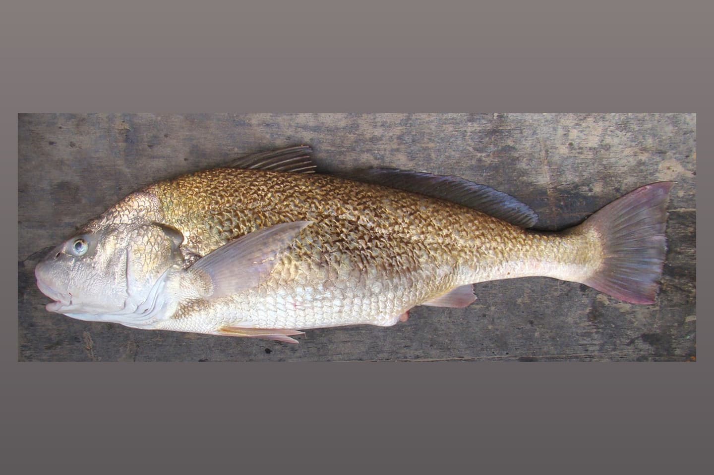 Corvina Rubia