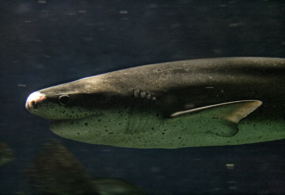 Tiburón Gatopardo
