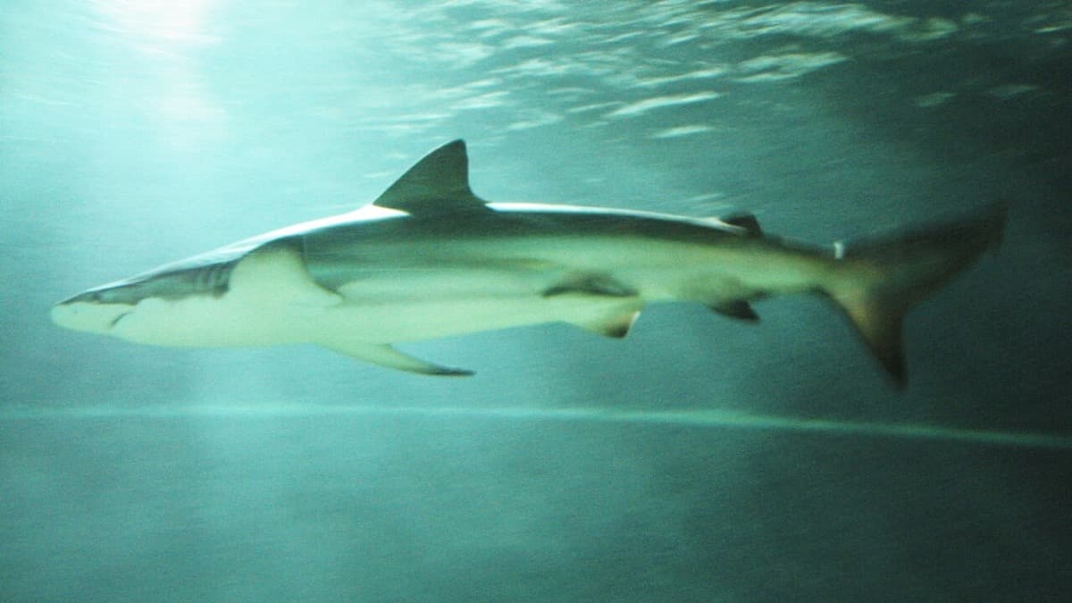 Tiburón Bacota