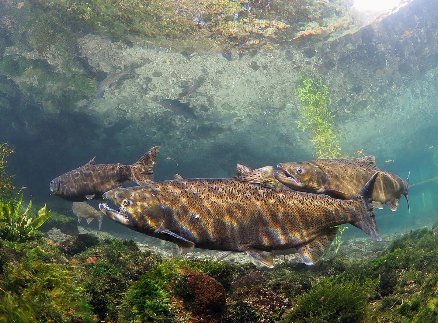 Salmón Chinook