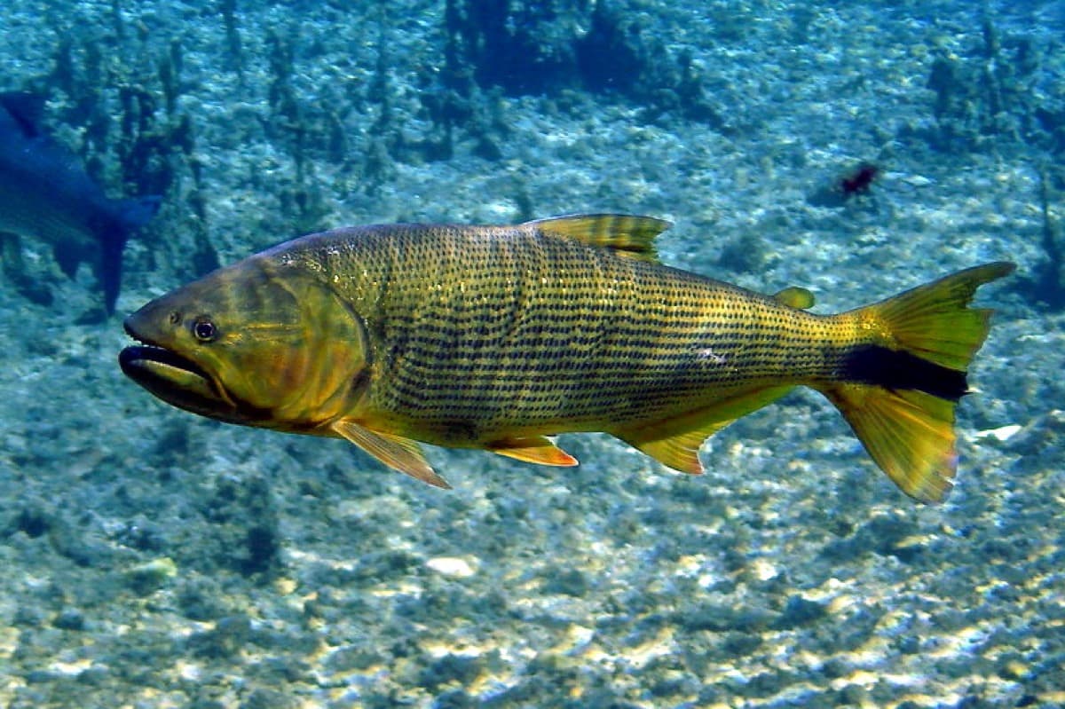 Dorado