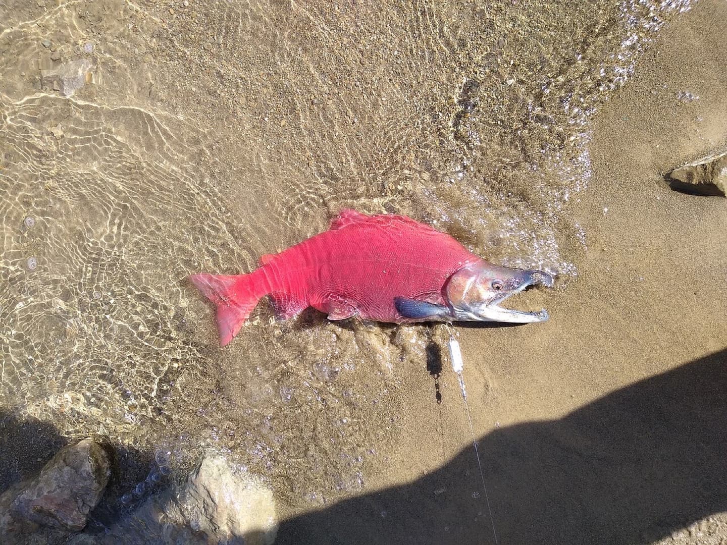 Salmón Encerrado