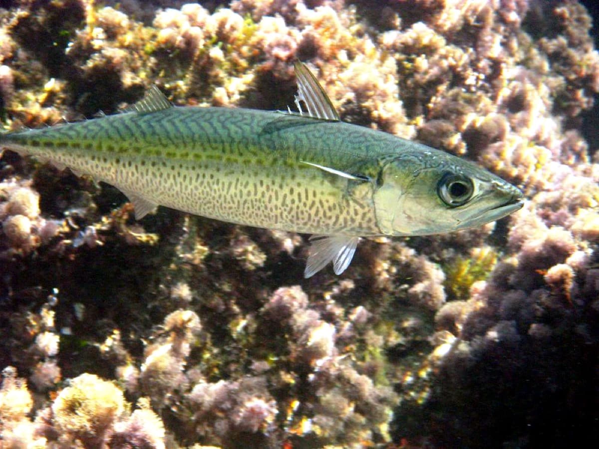 Caballa