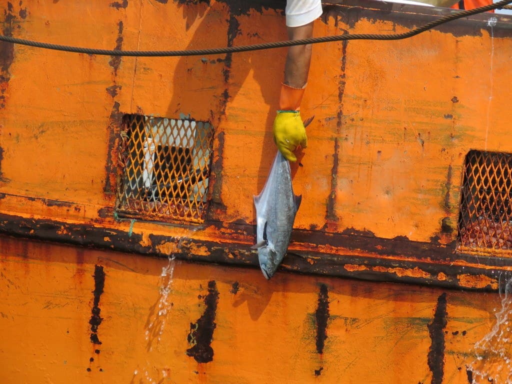 Palometa de Mar