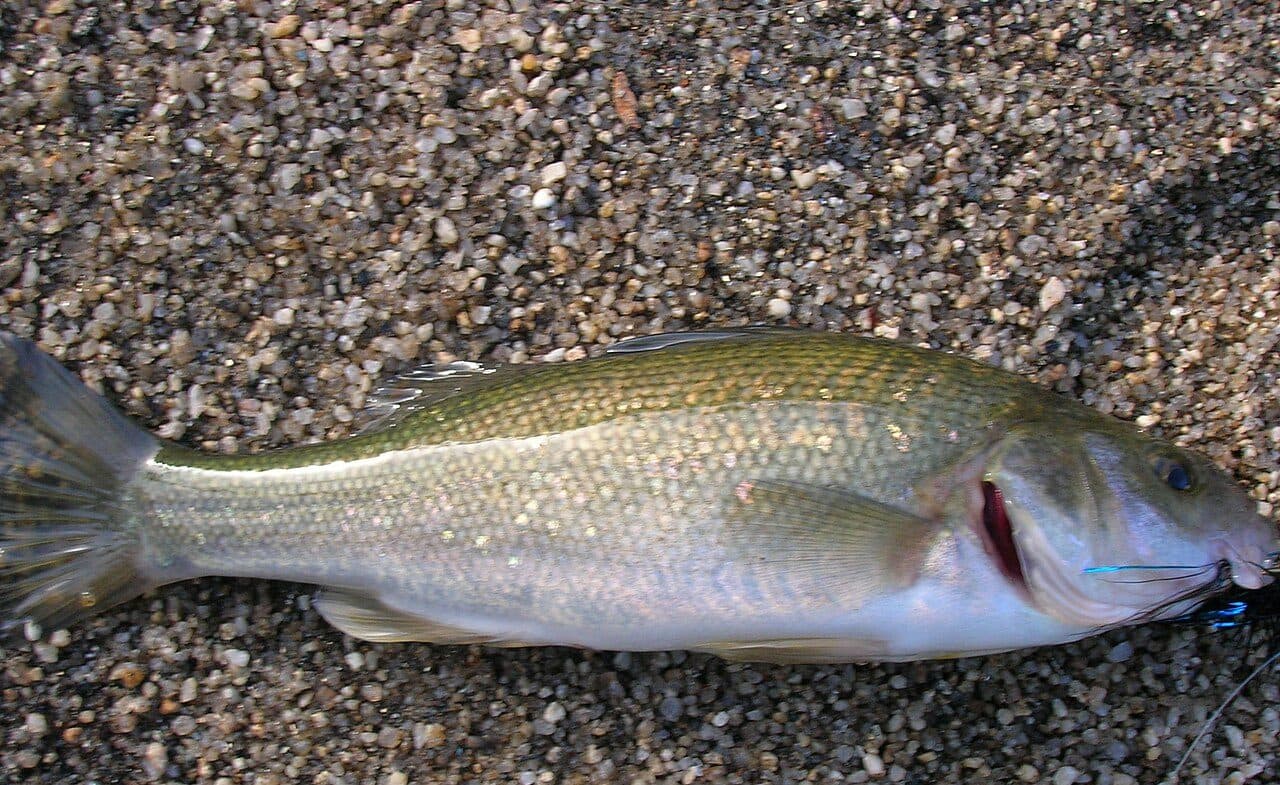 Perca
