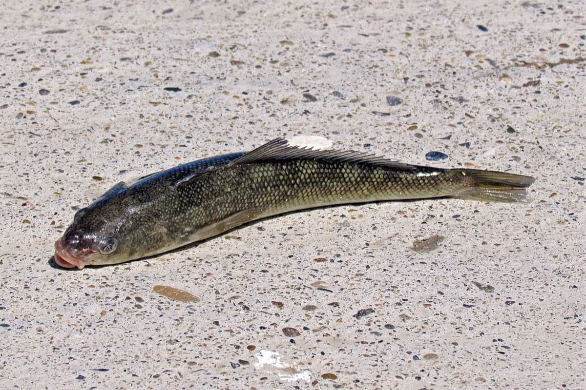 Róbalo