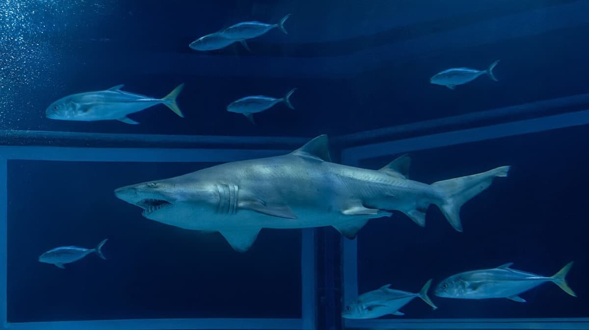 Tiburón Escalandrún