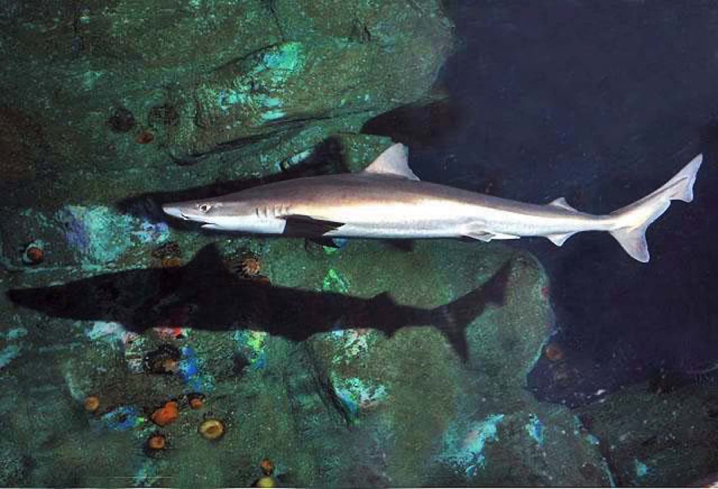 Tiburón Cazón