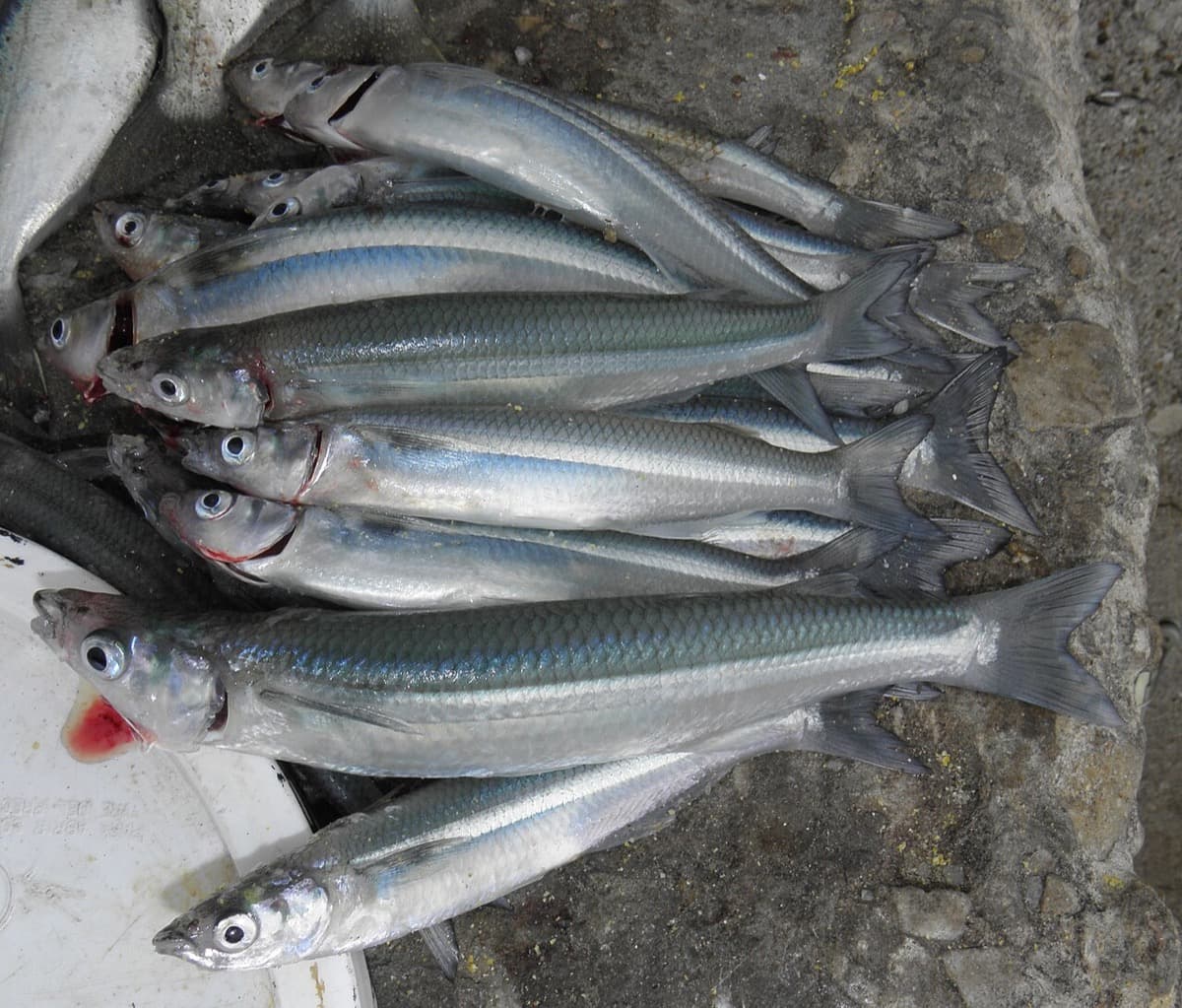 Pejerrey de Mar